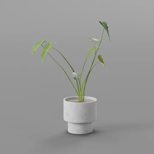 Alocasia Plant