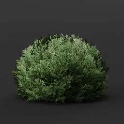 Detailed 3D model of a trimmed holly bush suitable for Blender rendering, great for game assets and virtual landscaping.