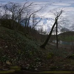 Flower Hillside