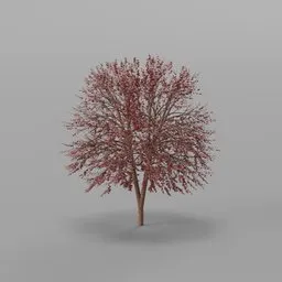 Maple Autumn Tree