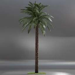 Dactylifera Palm Tree animated