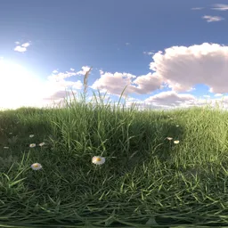 Morning sunshine grass