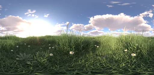 Morning sunshine grass