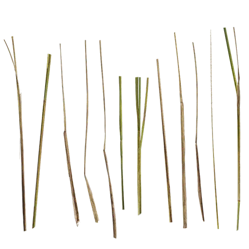 Pennisetum alopecuroides Leaf
