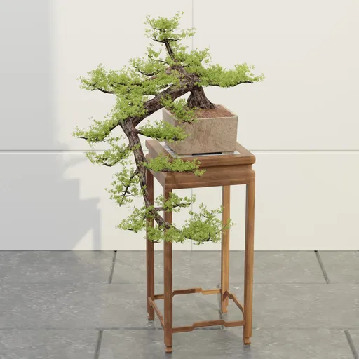 Cascading Juniper Bonsai