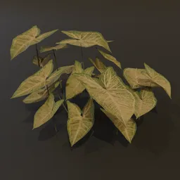 Ground Cover Ivy Var