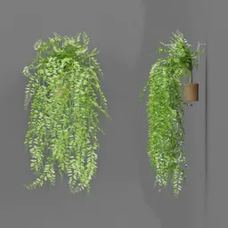 Wall-Hanging Boston Fern Decor