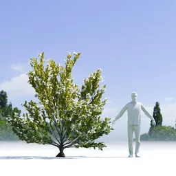 Tree Orange Choisaya