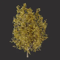 Yellow Oak Tree