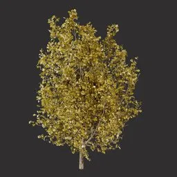 Yellow Oak Tree