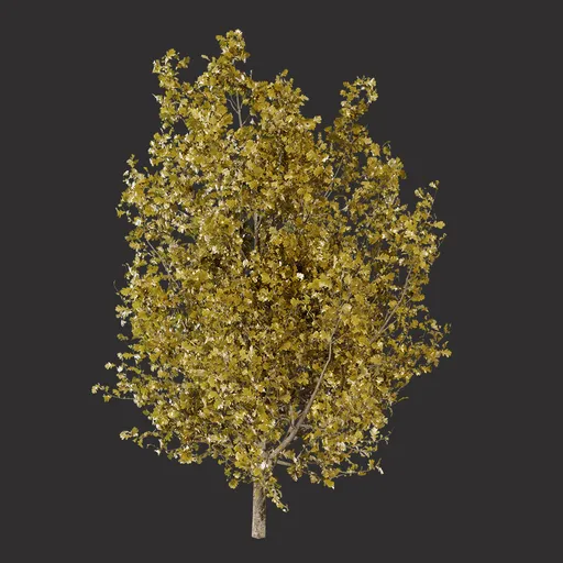 Yellow Oak Tree