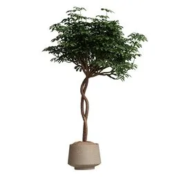 Schefflera Arboricola Umbrella Set