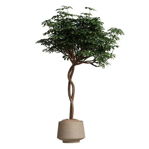 Schefflera Arboricola Umbrella Set