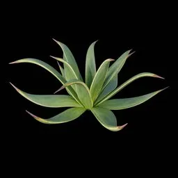Desert Bush