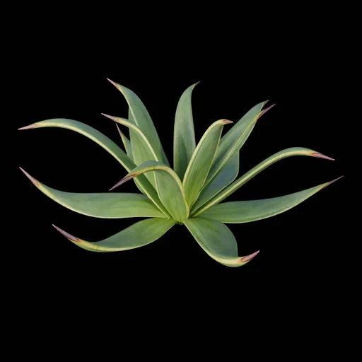 Desert Bush
