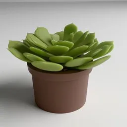 Potted succulent