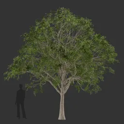 Oak Tree Summer-Game Ready