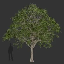 Oak Tree Summer-Game Ready