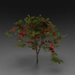 Small Rose Bush