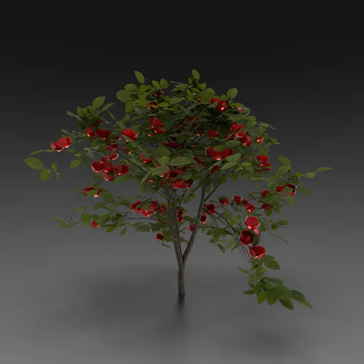 Small Rose Bush