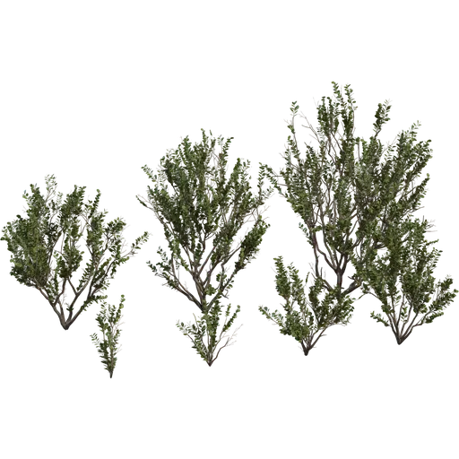 Searsia Lucida