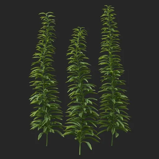 Simple Bush
