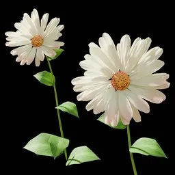 White Flower