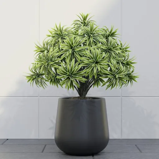Dracaena Indoor Tree