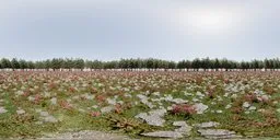Panoramic HDR image of a serene grassland with rocks, vibrant flowers, distant evergreen trees, and a clear blue sky.