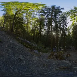 Trees in Forest by Waterfall