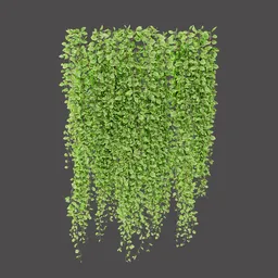 Hanging Green Vine