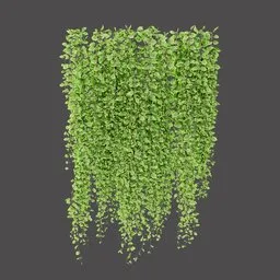 Hanging Green Vine