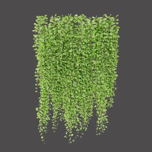 Hanging Green Vine