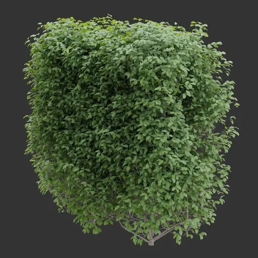 Simple Hedge plant