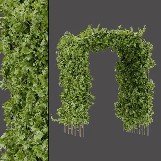 Green Vine Arch