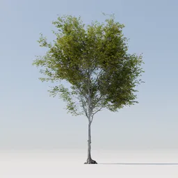 Detailed 3D model of a slender tree with verdant foliage and textured bark, suitable for Blender rendering.