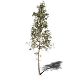 Pine tree v1