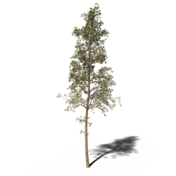 Pine tree v1