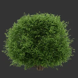 Spherical Simple Bush Q