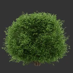 Spherical Simple Bush Plant