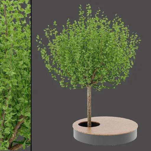 Woods Tree Bench
