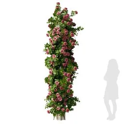 High-resolution 3D model of pink climbing roses with 4K materials, suitable for Blender and architectural visualization.