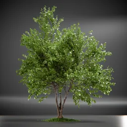 Tree Trident Maple animated