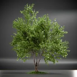 Tree Acer Buergerianum animated
