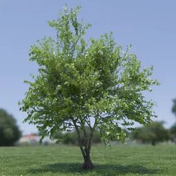 Tree Acer Buergerianum animated