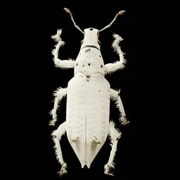 Realistic Bug