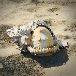 "Small Seashell 3D model for Blender 3D: A realistic 3D scan of an interesting seashell with a vignette effect, inspired by Johann Balthasar Bullinger's art. This BlenderKit art model showcases a horned skull mask and stonepunk aesthetics, reminiscent of a progressive rock album cover. Trending on Artstation, the seashell exhibits a rusty texture, giving it a unique charm."