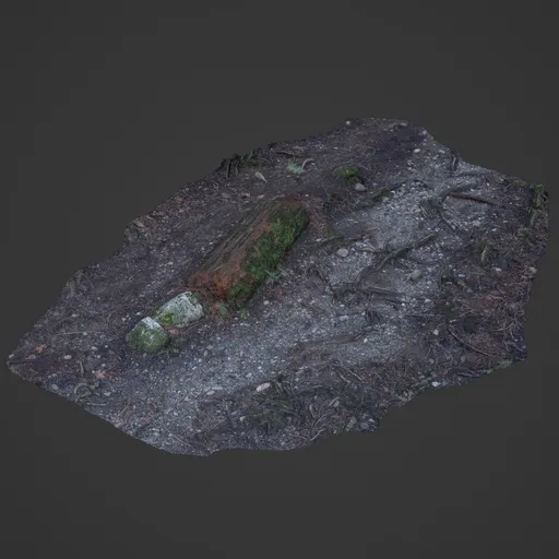 Ground in Forest