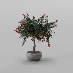 Pomegranate Bonsai Tree
