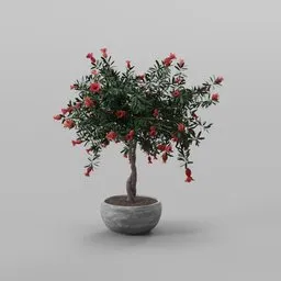 Pomegranate Bonsai Tree
